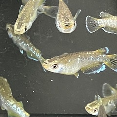 フロマージュメダカ若魚7匹の画像