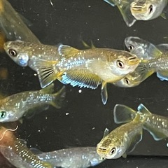 フロマージュメダカ若魚7匹の画像