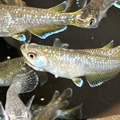 フロマージュメダカ若魚7匹の画像