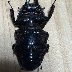 ダイオウヒラタ WF1ペア（♂60mm♀38mm）」の画像