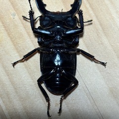 ダイオウヒラタ WF1ペア（♂60mm♀38mm）」の画像