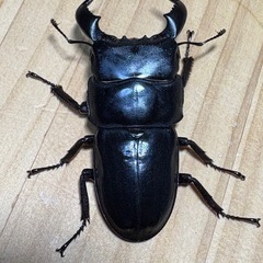 ダイオウヒラタ WF1ペア（♂60mm♀38mm）」の画像