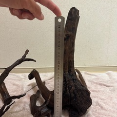 レイアウト用 流木の画像