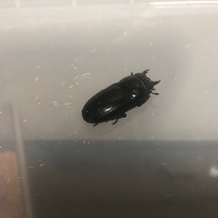 トクノシマヒラタクワガタペアの画像