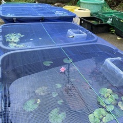 金ラメ・めだか【数量限定】の画像