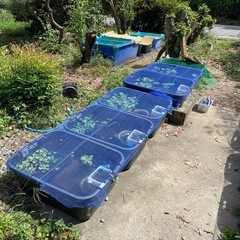 青幹之・めだか【数量限定】の画像