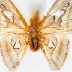 【❗️✨標本コレクション✨❗️】ヨナグニサン（Atlas Moth）蝶標本 額縁入り インテリア 観賞用✨※状態悪しの画像