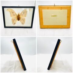 【❗️✨標本コレクション✨❗️】ヨナグニサン（Atlas Moth）蝶標本 額縁入り インテリア 観賞用✨※状態悪しの画像