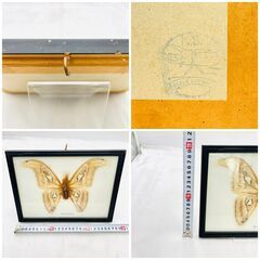 【❗️✨標本コレクション✨❗️】ヨナグニサン（Atlas Moth）蝶標本 額縁入り インテリア 観賞用✨※状態悪しの画像