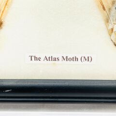 【❗️✨標本コレクション✨❗️】ヨナグニサン（Atlas Moth）蝶標本 額縁入り インテリア 観賞用✨※状態悪しの画像