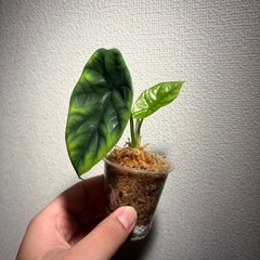 アロカシア　シヌアータ小苗の画像