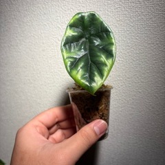 アロカシア　シヌアータ小苗の画像