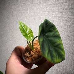 アロカシア　シヌアータ小苗の画像