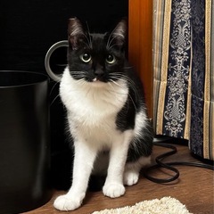 猫が大好きな大人しい黒白子猫の画像