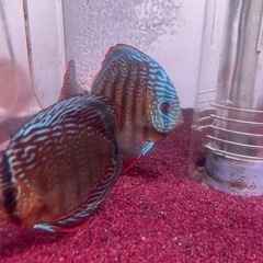 ディスカスLサイズの画像