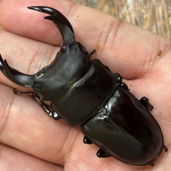 ◆国産オオクワガタ「奇跡の赤眼❶
」♂♀♀新成虫トリオ　レッドアイ　赤眼◆の画像