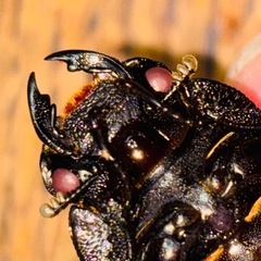 ◆国産オオクワガタ「奇跡の赤眼❶
」♂♀♀新成虫トリオ　レッドアイ　赤眼◆の画像