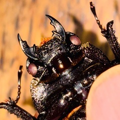 ◆国産オオクワガタ「奇跡の赤眼❶
」♂♀♀新成虫トリオ　レッドアイ　赤眼◆の画像