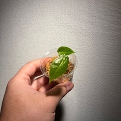アロカシア　ロンギロバ小苗の画像