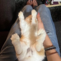 ネザーランド　メス　里親募集