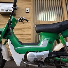 角目シャリーの画像