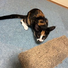 三毛猫　メス　募集中