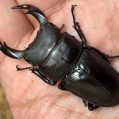 ◆国産オオクワガタ「奇跡の赤眼❷」♂♂♀♀４匹　レッドアイ　赤眼◆の画像