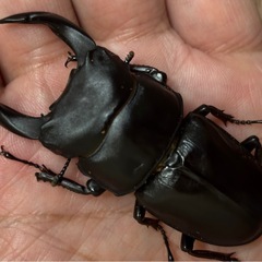 ◆国産オオクワガタ「佐賀産赤眼血統【椿】❶
」♂♀新成虫ペア　レッドアイ◆の画像