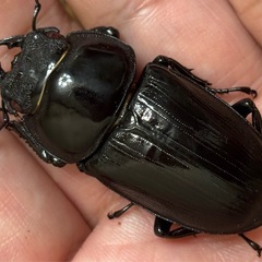 ◆国産オオクワガタ「佐賀産赤眼血統【椿】❶
」♂♀新成虫ペア　レッドアイ◆の画像