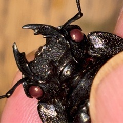 ◆国産オオクワガタ「佐賀産赤眼血統【椿】❷」♂♀新成虫ペア　レッドアイ◆の画像
