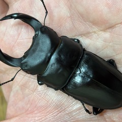 ◆国産オオクワガタ「佐賀産赤眼血統【椿】❷」♂♀新成虫ペア　レッドアイ◆の画像