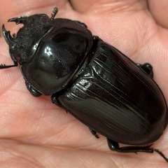 ◆国産オオクワガタ「佐賀産赤眼血統【椿】❷」♂♀新成虫ペア　レッドアイ◆の画像