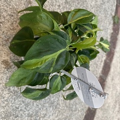 オキシカルジウム ブラジル フィロデンドロン 観葉植物　札付きの画像
