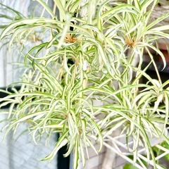 観葉植物　オリズルラン 2株 子株の画像