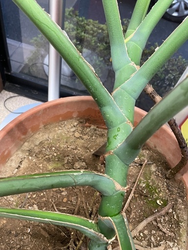 観葉植物・モンステラ・大型　　　　　　　　　　　　　　　