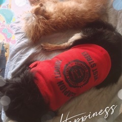 犬フレさんで　10月11日〜13日　一緒に宮島に行ける人募集† − 福岡県