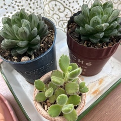 多肉植物　カット苗　沢山の画像