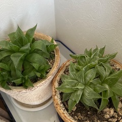 多肉植物　カット苗　沢山の画像
