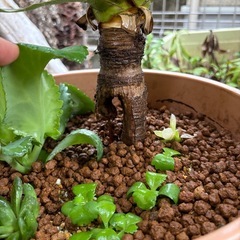 観葉植物　ユッカ　キミガヨラン(クセあり)の画像