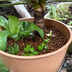 観葉植物　ユッカ　キミガヨラン(クセあり)の画像