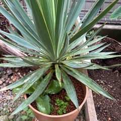観葉植物　ユッカ　キミガヨラン(クセあり)の画像