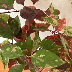観葉植物　アルテルナンテラ　レッドフラッシュ　大の画像