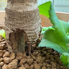 観葉植物　ユッカ　キミガヨラン(クセあり)の画像