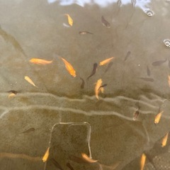 金魚の画像