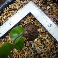 冬型亀甲竜　実生子株 ５号菊鉢 ９/１５撮影 塊根 多肉の画像