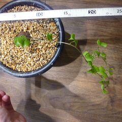 冬型亀甲竜　実生子株 ５号菊鉢 ９/１５撮影 塊根 多肉の画像