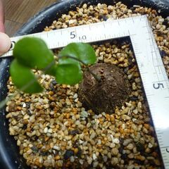 冬型亀甲竜　実生子株 ５号菊鉢 ９/１５撮影 塊根 多肉の画像