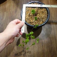 冬型亀甲竜　実生子株 ５号菊鉢 ９/１５撮影 塊根 多肉の画像
