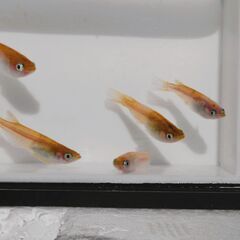 No.142【③三色錦メダカ　幼魚 5匹 150円】の画像