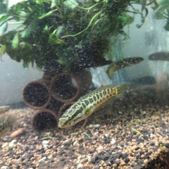 雷魚【約20cm】１匹の画像